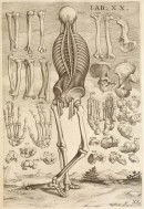 Tabulae anatomicae... Rome, 1741. Copperplate engraving. National Library of Medicine. Pietro Berrettini da Cortona
